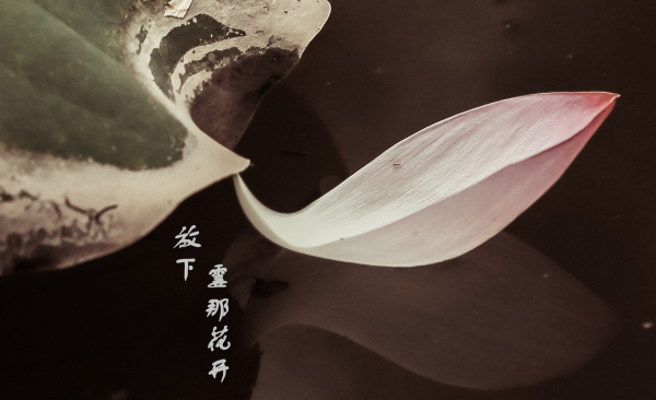 放下 霎那花开
