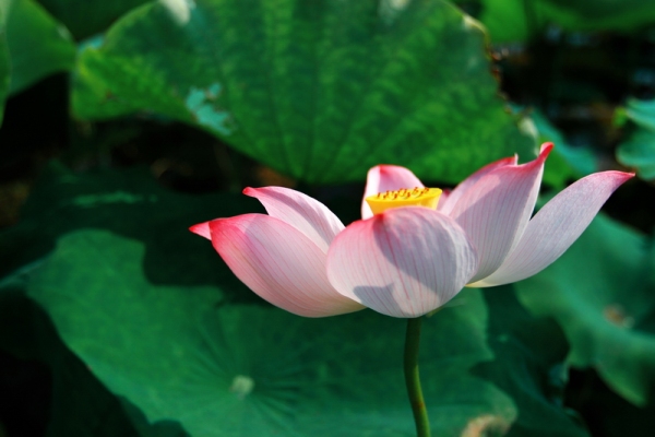 高洁
