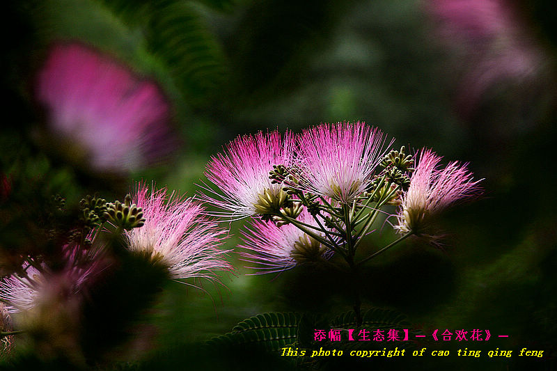 合欢花